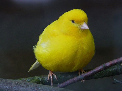 fat canary
