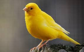 beautiful canary